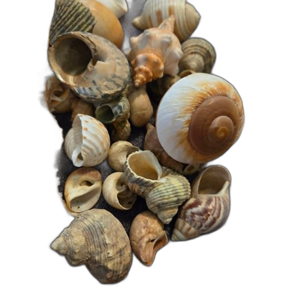 50+ Assorted Natural  Shells - All Sizes! - Picture 2 of 2